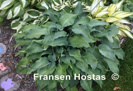 Hosta Lederhosen